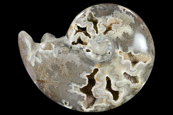 Polished Cretaceous Ammonite Fossil - Khenifra, Morocco #116703